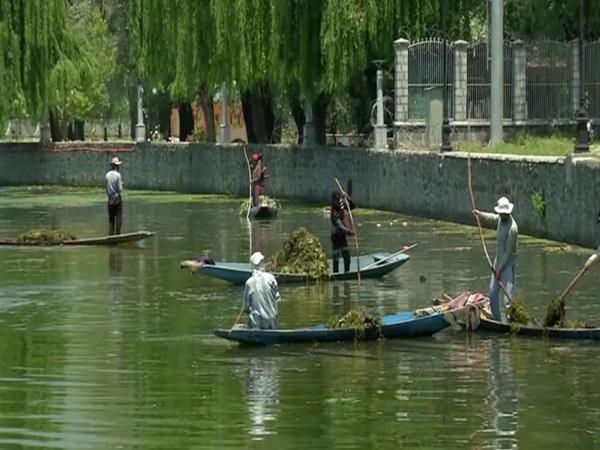 An ongoing cleaning dirve in Dal lake (Photo/ANI)