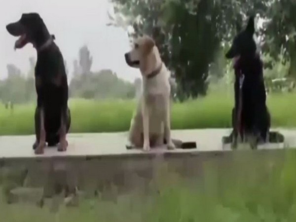 Visual of ITBP dogs in Kabul (Photo/ANI)