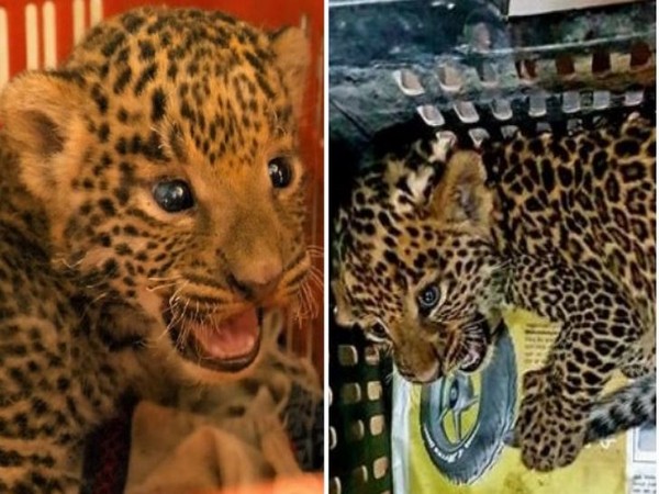 Representative Image (Photo/ANI)