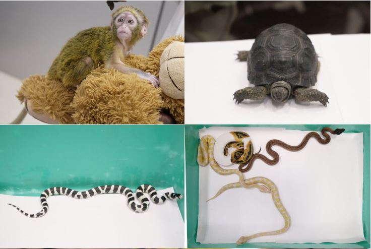 Visual of animals and reptiles recovered at Chennai Airport. (Photo/ANI)