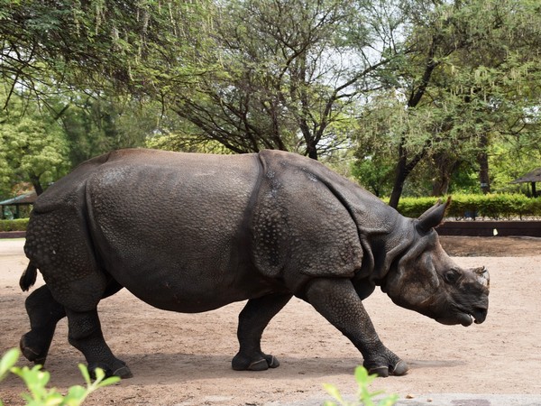 A Rhinoceros in Hyderabad's Nehru Zoological Park (Photo/ANI)