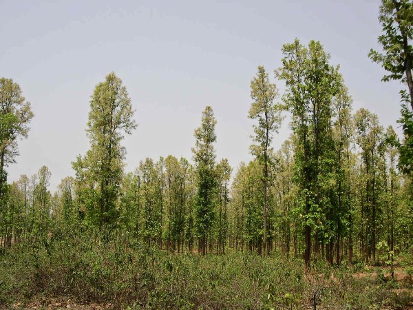 Carcasses not only directly benefit many carrion-eating insects, but they also have a positive long-term effect on plant growth