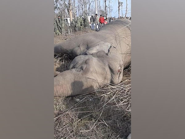 Elephant dies of electric shock in Saharanpur (Photo:ANI)