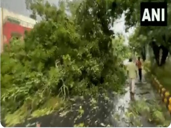 Uprooted tress in Delhi's Bhai Vir Singh Marg. (ANI/photo)