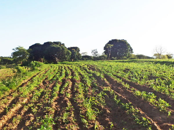 
    New spectral analysis tech can help boost plant production
    