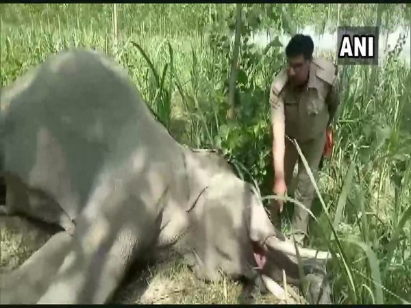 The elephant was 20 years old. Photo/ANI