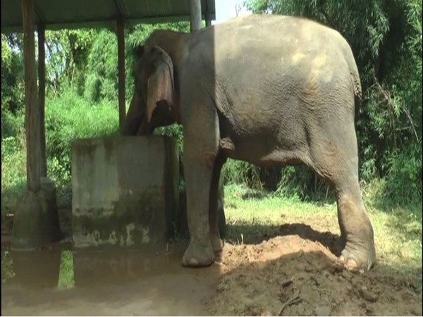 Elephant Lakshmi drinking water Ban Santour elephant rehabilitation center in Haryana [Photo/ANI] at 
