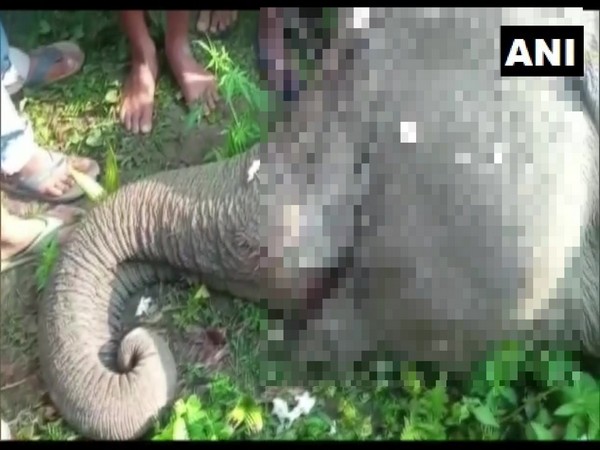 A 20-year-old pregnant elephant died on Wednesday due to electrocution in Sikajhora village, Chirang district.