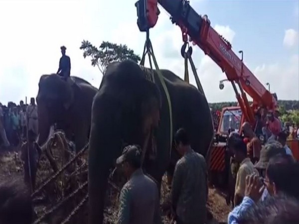 The wild elephant which killed several people in the past couple of months was captured on Monday and taken into custody.
