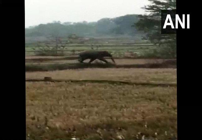 A visual from the incident in Odisha on Thursday.