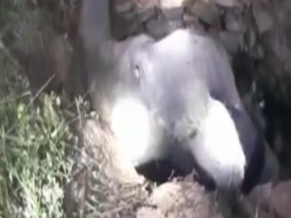 Visual of the elephant stuck in the pit at a village in Odhisha's Mayurbhanj District (Photo/ANI)