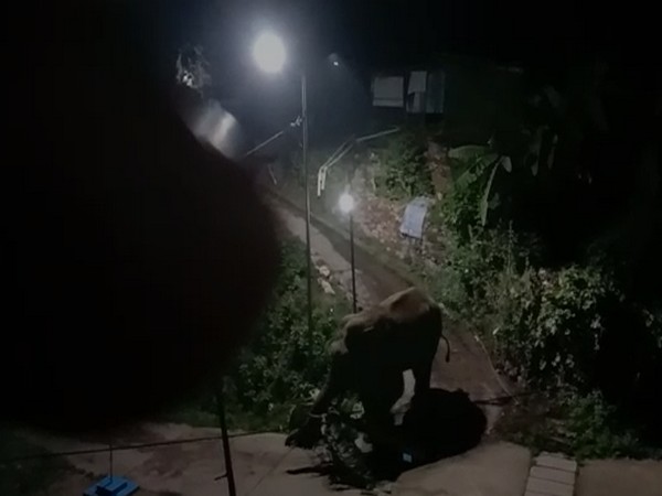 A wild elephant entered a residential area in Munnar on Saturday [Photo/ANI]