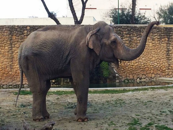 Flavia the world's 'saddest elephant'. (Image courtesy: Facebook)