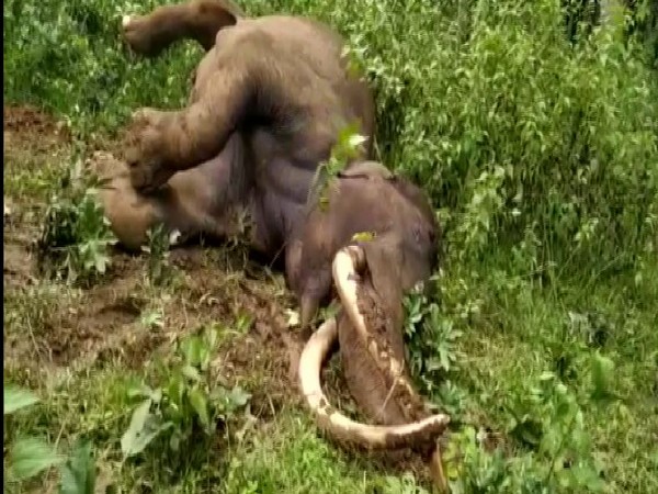 A 30-year-old male tusker, Maniyan was found dead in the Pullumala forest in Wayanad on Sunday. Photo/ANI