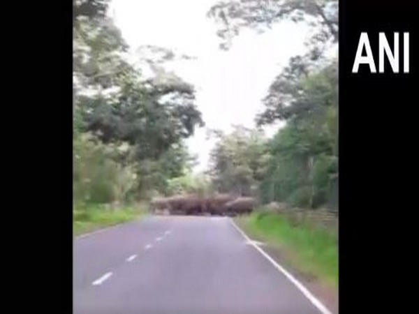 A herd of elephants walk down the road that connects Dhamtari to Odisha. [Photo/ANI]