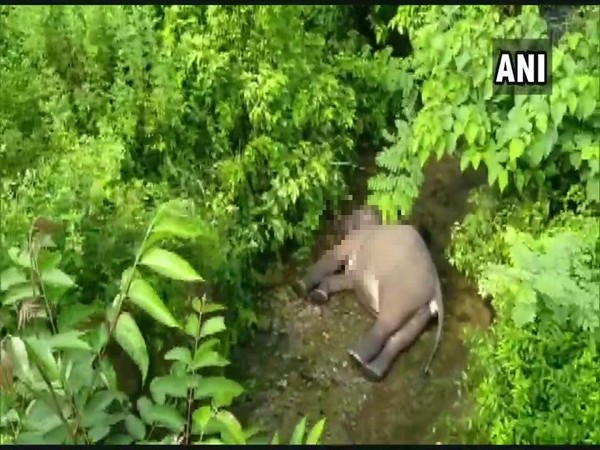 The carcass of the 2-year-old elephant who died after being hit by a train in Dehradun on Monday. (Photo/ANI)