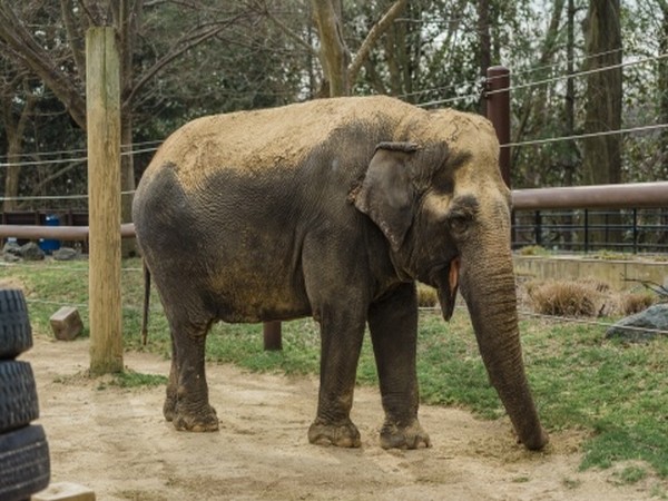 Ambika was the third oldest Asian elephant in the North American population