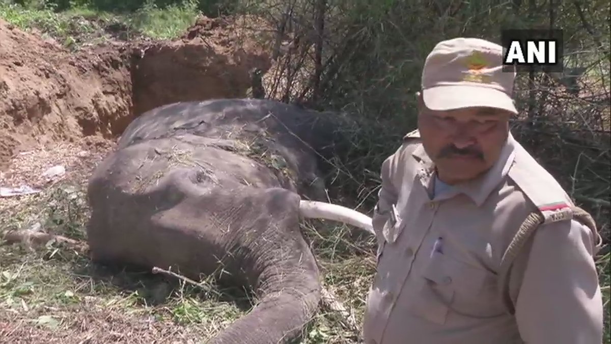 Two elephant died after getting hit by a train at Jamalpur Kalan area in the Haridwar forest range