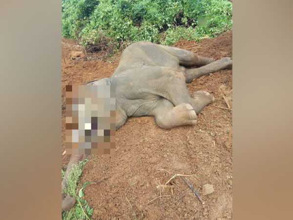 An elephant, Chandan died of Herpes virus infection