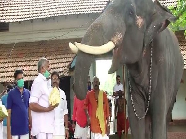 A herd of elephants entered the paddy fields in Srikakulam on Wednesday. Photo/ANI