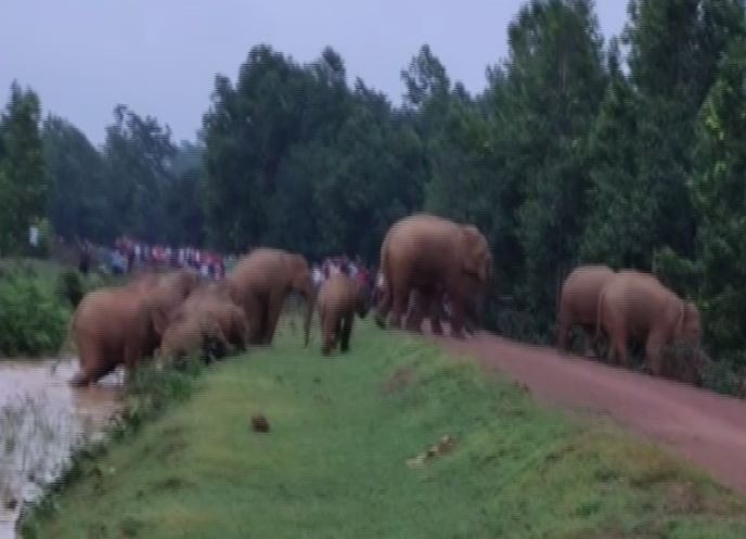 Herd of wild elephants roaming in Odisha's Mayurbhanj and Keonjhar districts. (Photo/ANI)