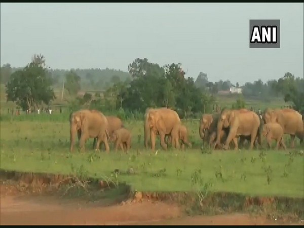 A herd of 22 wild elephants created havoc in Karanjia village of Odisha.