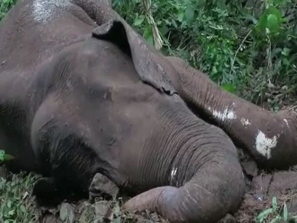 An elephant died in Malappuram district on Monday [Photo/ANI]