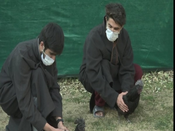Two engineering students start Indonesian chicken breed  (Photo/ANI)