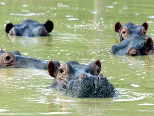 The researchers expressed their concern that hippos are dangerous animals so it is extremely hard to catch or confront them