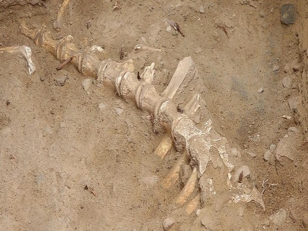 Visual of Skeletal remains of animal found at Manalur excavation site near Madurai.