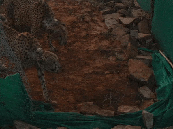 Cheetahs in Kuno National Park (Photo:Screengrab of video shared by PM Modi on Twitter/Narendra Modi)