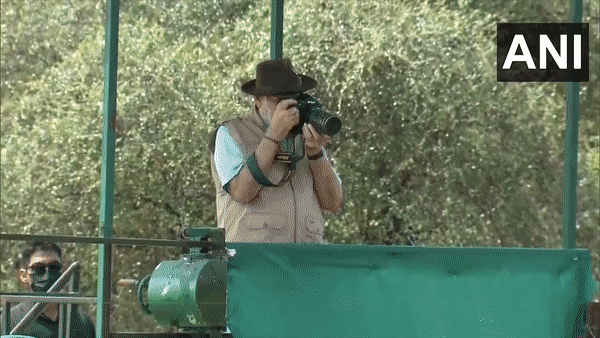 Cheetahs at Kuno National Park