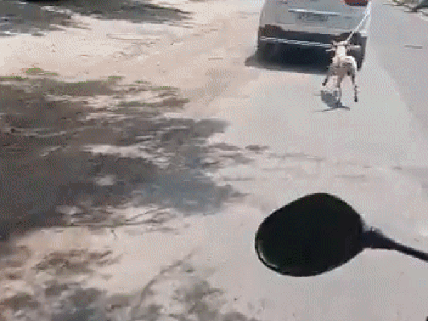 Courtesy: Twitter/ @DHFJodhpur