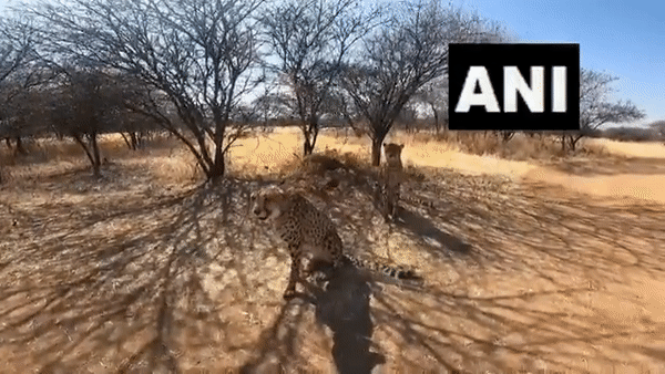 First look of Cheetahs that will be brought from Namibia to India