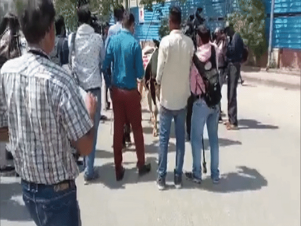 BJP MLA takes cow to the Rajasthan Assembly (Photo/ANI)