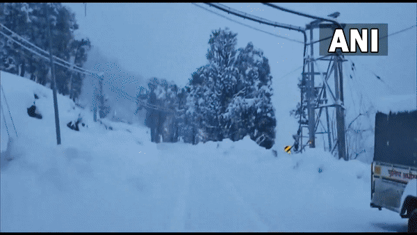 Snow covered trees of Himachal Pradesh (Photo/ANI)