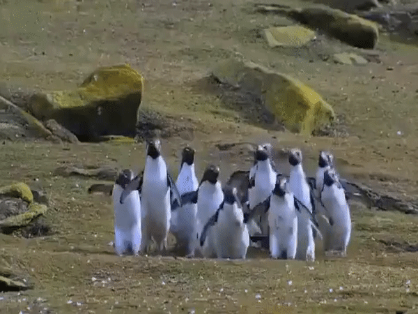Viral video of penguin hopping to catch butterfly