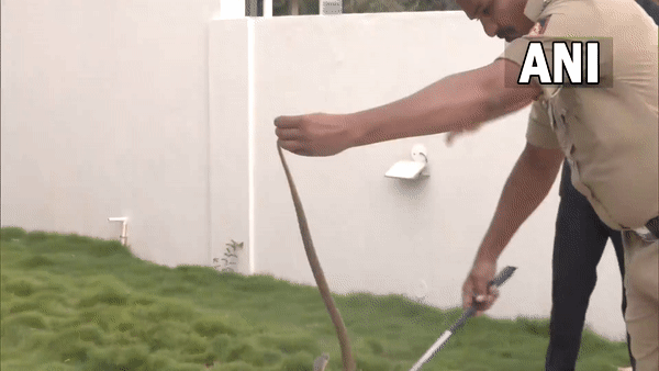 Snake rescued at BJP camp office premises in Karnataka's Shiggaon (Photo/ANI)