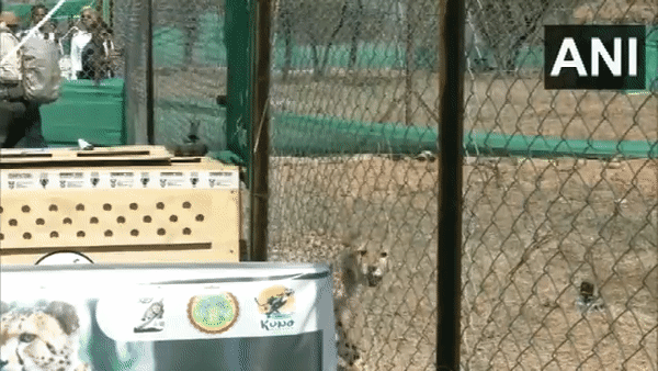 Cheetahs released in Kuno National Park in Madhya Pradesh (Photo/ANI)