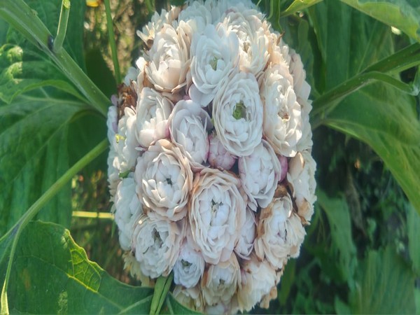 Aromatic Garden in Lalkuan, Nainital is home to around 140 aromatic species of plants. (Photo/ANI)