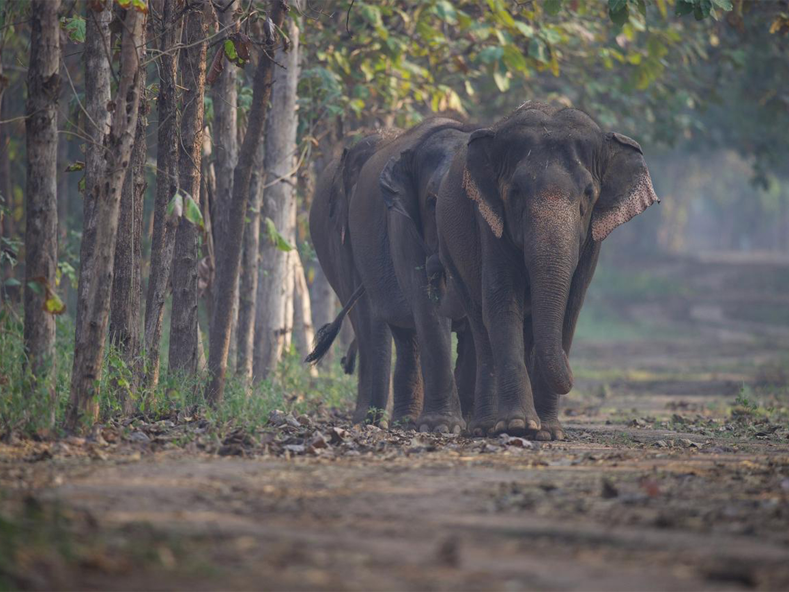 Elephants taking a stroll (Photo/Vantara)
