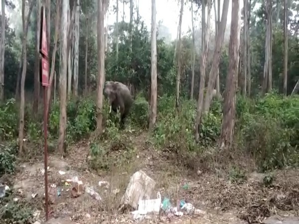Terai Central Forest Division is planting vegetation favoured by elephants (Photo/ANI)