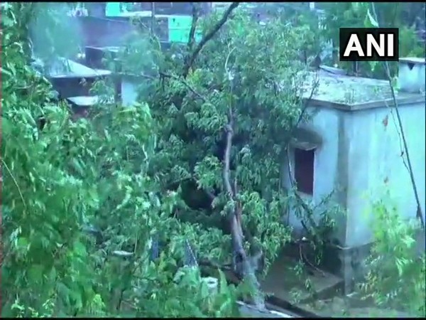 Trees uprooted in the Puri district as Fani makes landfall