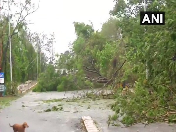 Several trees were uprooted in Bhubaneswar due to cyclone Fani