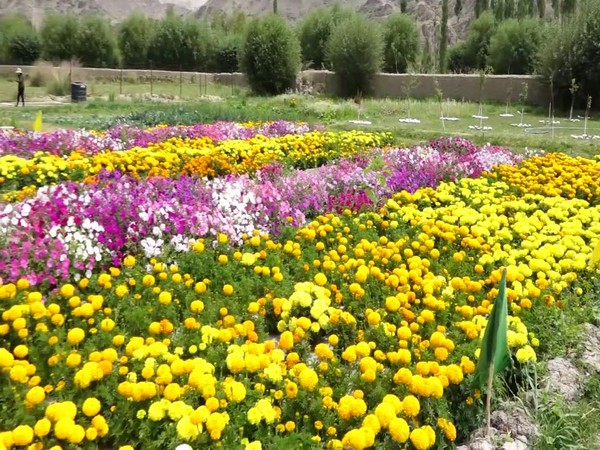 Floriculture farm in Ladakh (Photo/ANI)