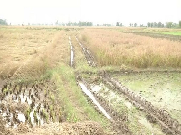 Around 35-40 per cent crop loss has been reported from Samba district in Jammu and Kashmir. Photo/ANI