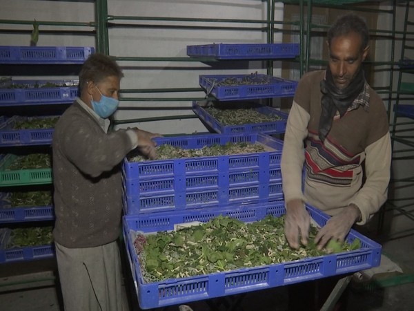 A visual from the Silkworm Seed Station in the Kashmir Valley. (Photo/ANI)