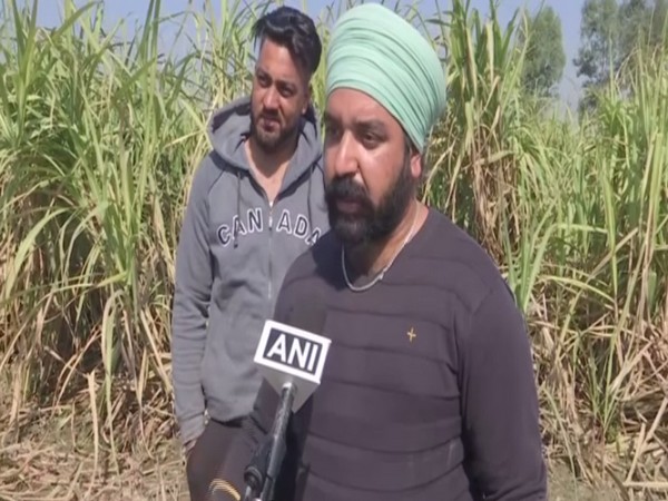 Sugarcane farmers inPunjab's Kapurthala. (ANI/photo)