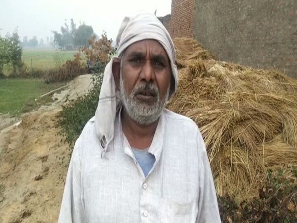 Unseasonal rain and hailstorm damages wheat crops in Rohtak. Photo/ANI