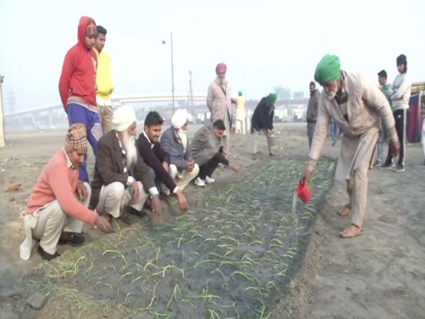 Some of the protesting farmers in the national capital have sown onion crops at the protest venue [Photo/ANI]